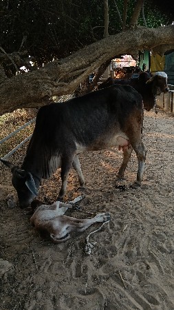 કાંકરેજ ગાય