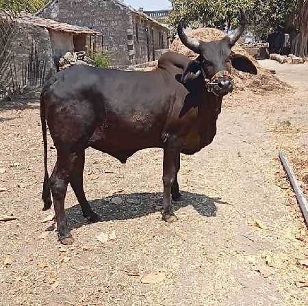 थंबनेल 2