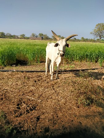 17000 kimat Chhotu Dada