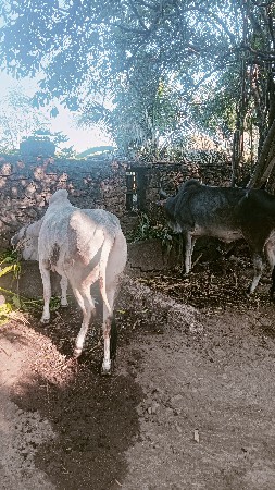 વઢીયારા ગોઢલા