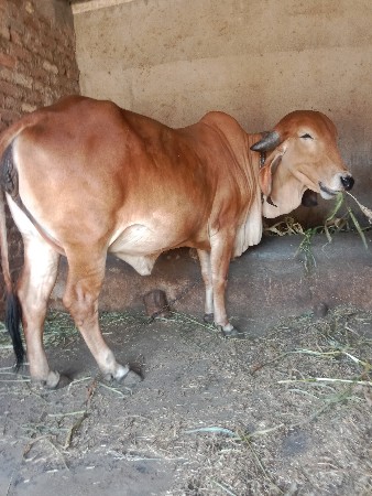 ગીર ઓડકી વેચવાની છે