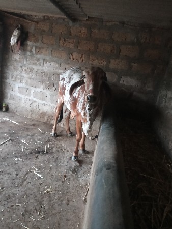 hodaki veshavani se bhai