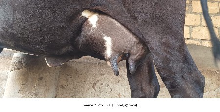 ગાય વેચવાની છે