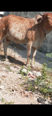 થંબનેલ 3