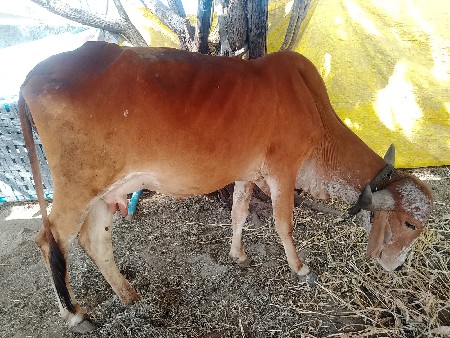 આ ગાય વેચવાની છે