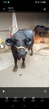 थंबनेल 3