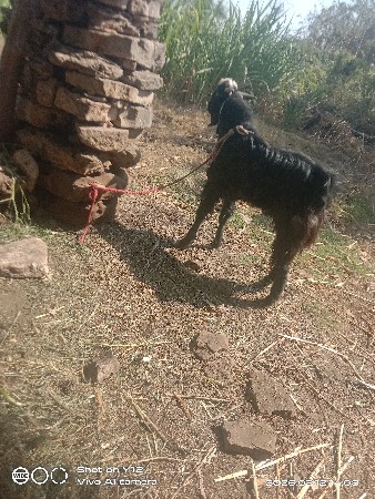 વેચવાના છે બોકડો બે વર્ષ ઉપરનો છે