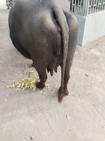 ભેંસ વેચવાની છે