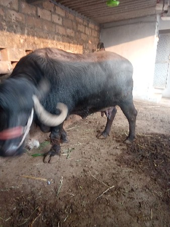 थंबनेल 3