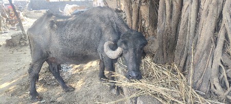 ભેંસ ના સાટે કરવાના સે