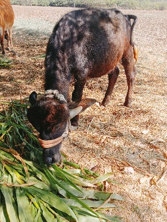 પાડો ત્રણ ૩ છે
