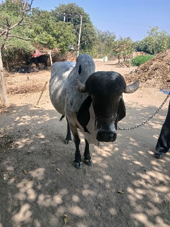 थंबनेल 2