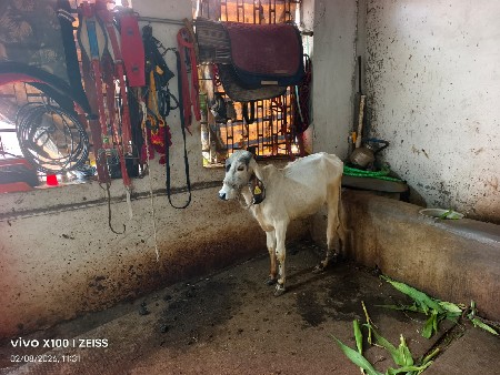 વાંસળી વેસવાની છે