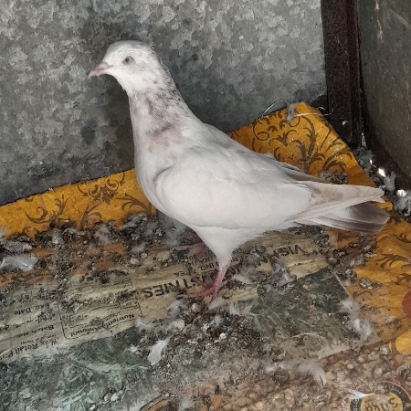 थंबनेल 2