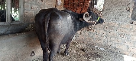 थंबनेल 3