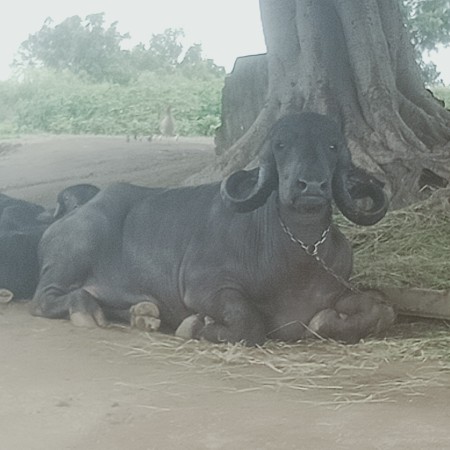 થંબનેલ 3