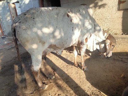 ગીર વાછડો દેવાનો છે