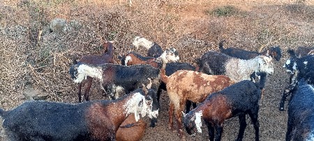 थंबनेल 2