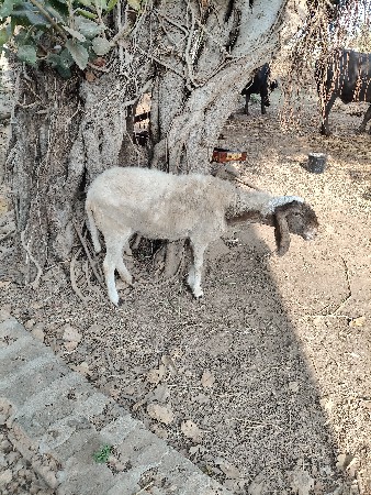 थंबनेल 3