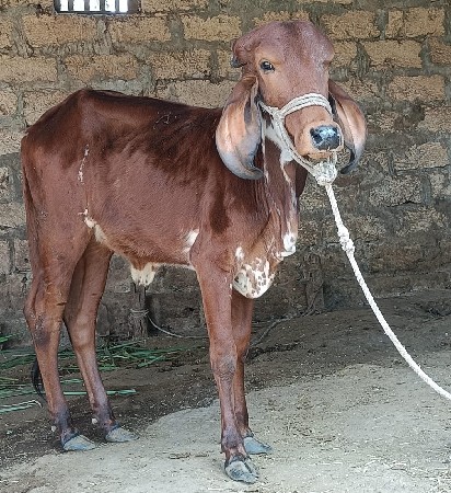 थंबनेल 3