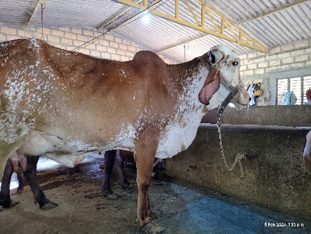 ગીર ગાય વેચવાની છે