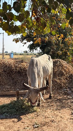 थंबनेल 3