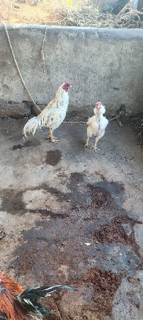 થંબનેલ 2