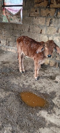 ગાય વેસવાની છે  2લીટર દુધ છે