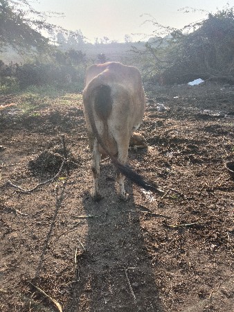 ગાય વેચવાની છે સોજીછે