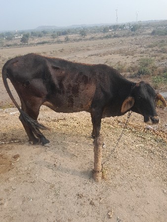 ગાય વેચાવ ની છે
