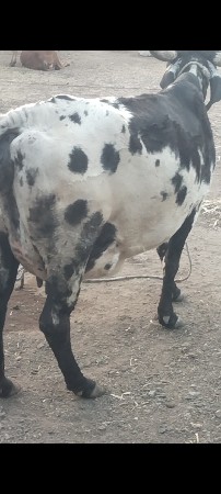 વેચવાની