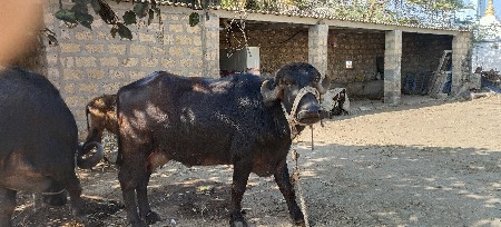 थंबनेल 2