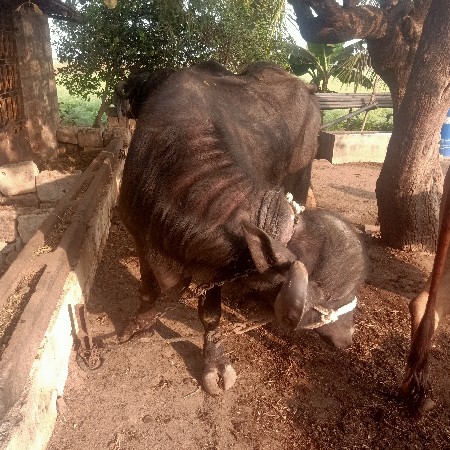 ખડેલું વેચવાનું છે