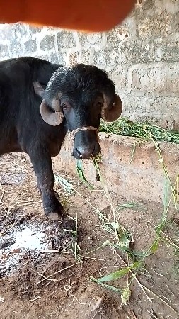 પાડો વેચવાનો છે