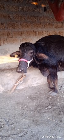 ભેળવેસવાની