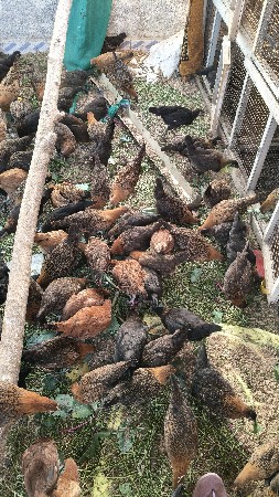 Desi murga na baccha vechvana