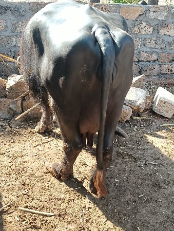 ભેંસ વેસવા ની છે