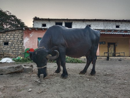 थंबनेल 2