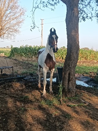 ઘોડી વેચવાની છે