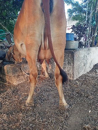 ગાય વેચવાની છે