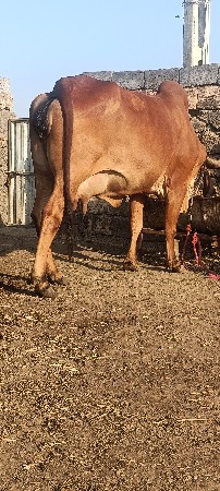 ગાય વેશવાણી સે