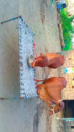 થંબનેલ 3