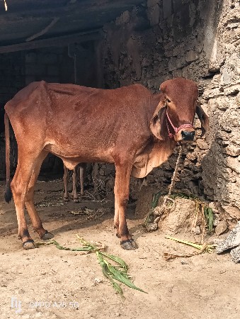 थंबनेल 6