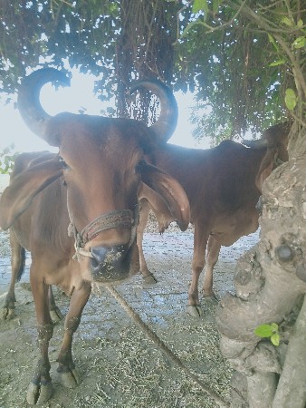 થંબનેલ 3