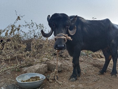 थंबनेल 3