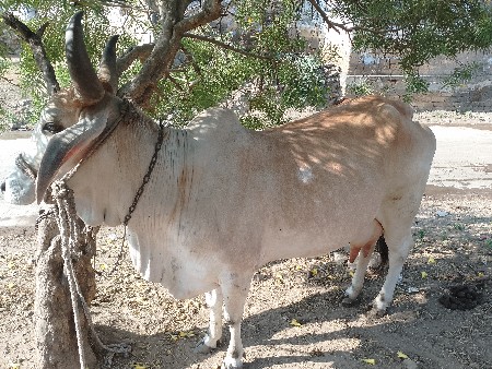 ગાય વેચવાની છે