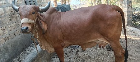 ગાય વેચવાની છે