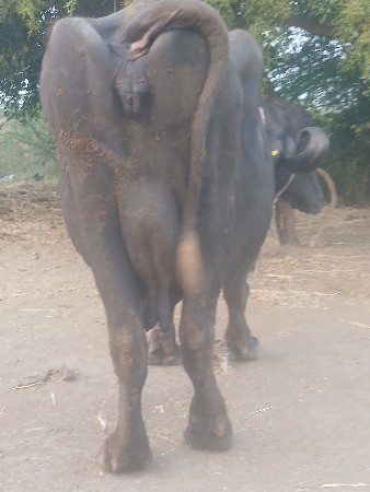 ગાભણપારેટદુધતન લીટરબેમહી નાઘાભજાફરી