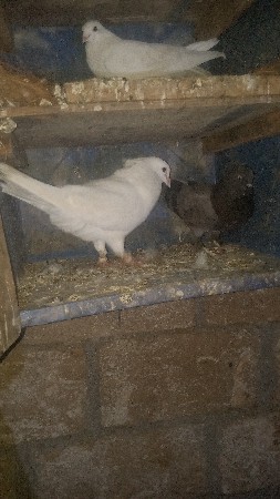 थंबनेल 3