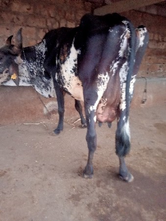 આ ગાય વેચવાની છે પાંચ દિવસની કાશી